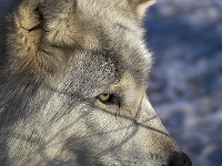 Arctic Wolf 058